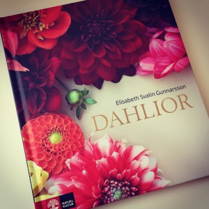 Dahlior (2)